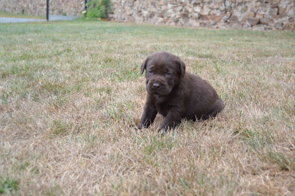 Du Domaine Du Lac D'Argent - Chiots disponibles - Labrador Retriever