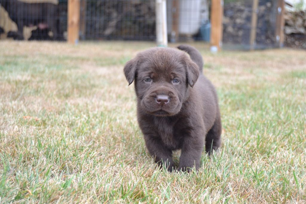 Du Domaine Du Lac D'Argent - Chiots disponibles - Labrador Retriever