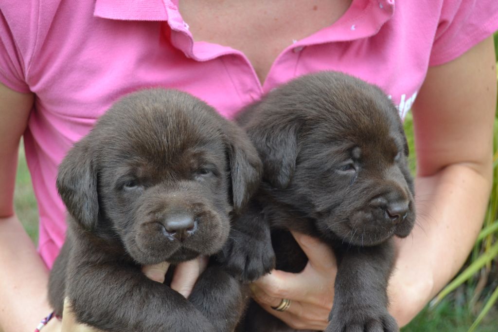 Du Domaine Du Lac D'Argent - Chiots disponibles - Labrador Retriever